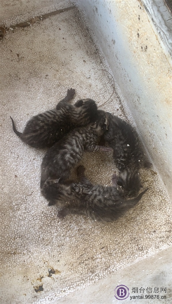 领养小猫咪